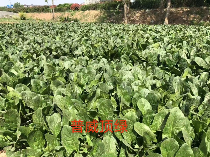 普威顶绿菠菜种子杂交直立菠菜种子耐寒春秋越冬菠菜种籽抗病
