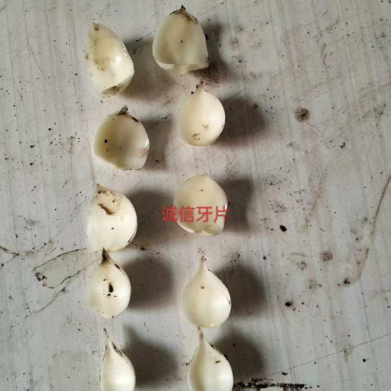 百合种球繁殖基地，抗病能力强，生长速度快，产量高。