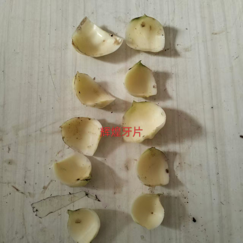 百合种球繁殖基地，抗病能力强，生长速度快，产量高。