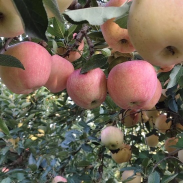 红星苹果大量成熟上市