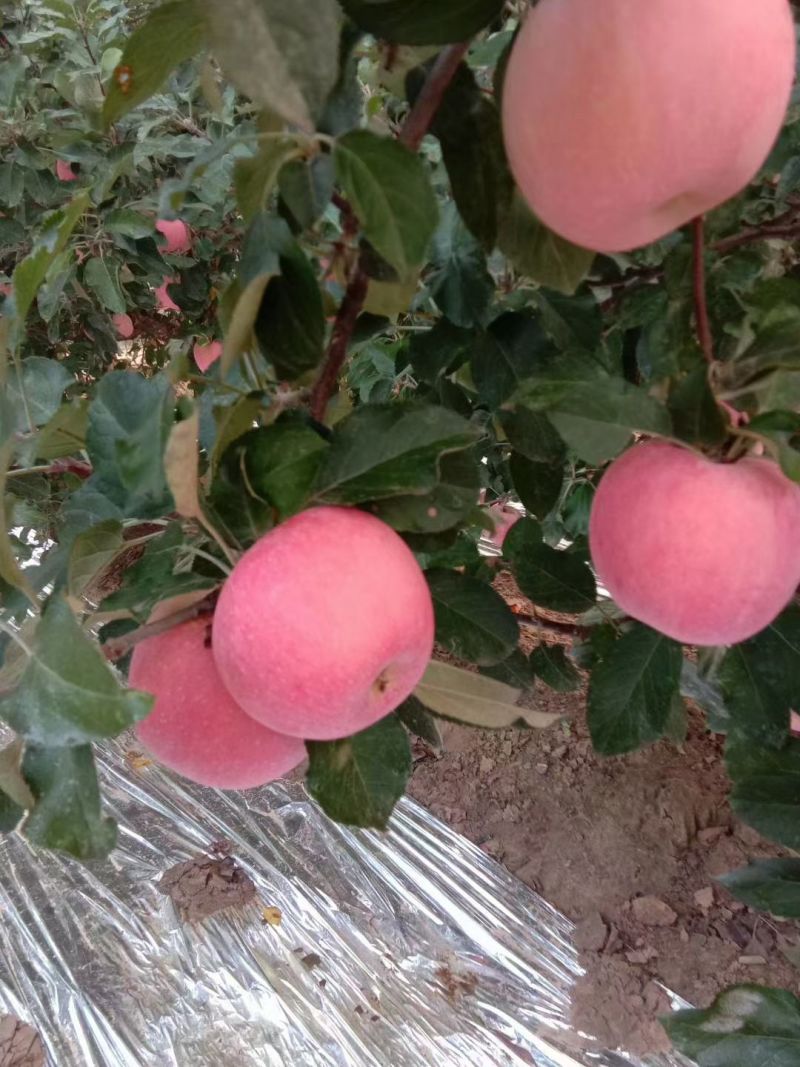 红星苹果大量成熟上市