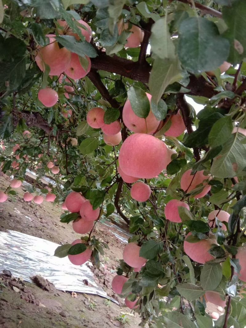 红星苹果大量成熟上市