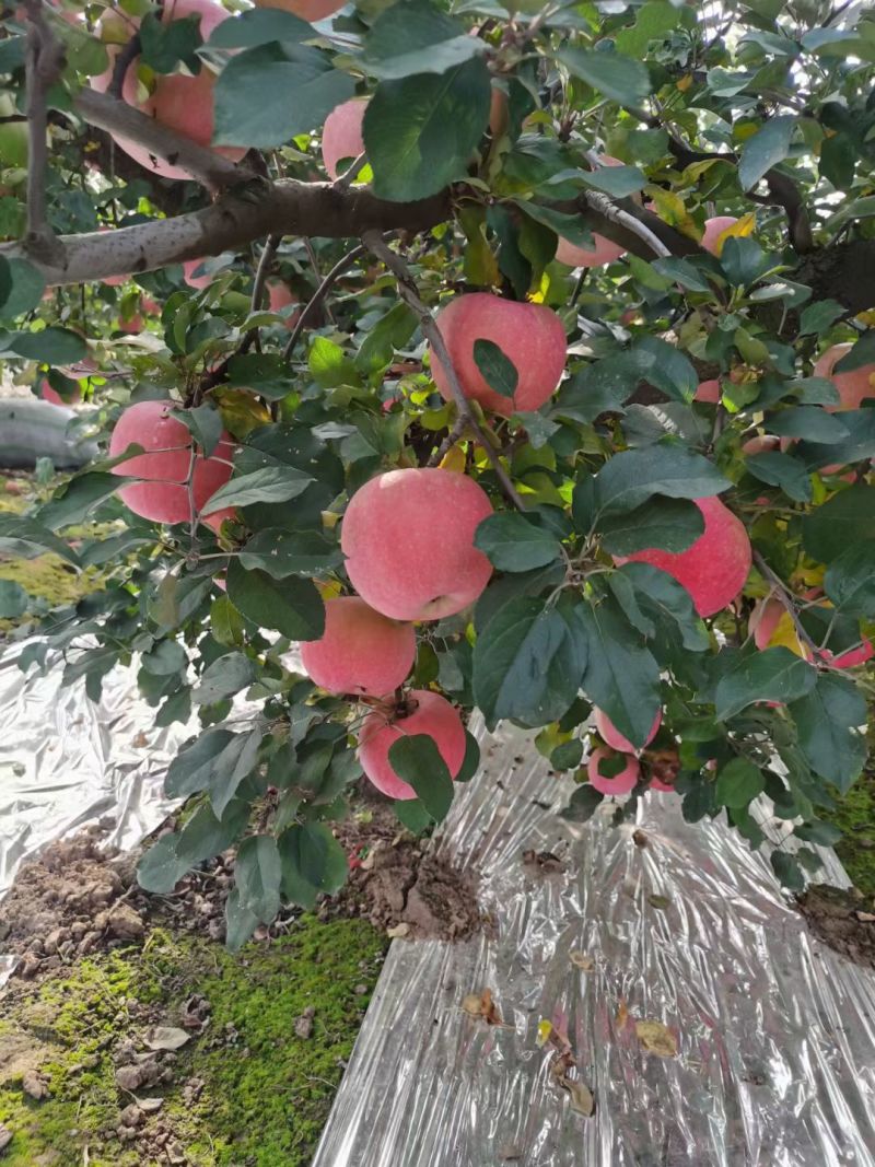 红星苹果大量成熟上市