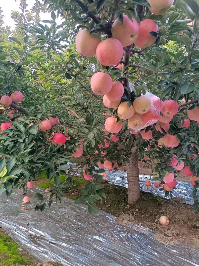 红星苹果大量成熟上市