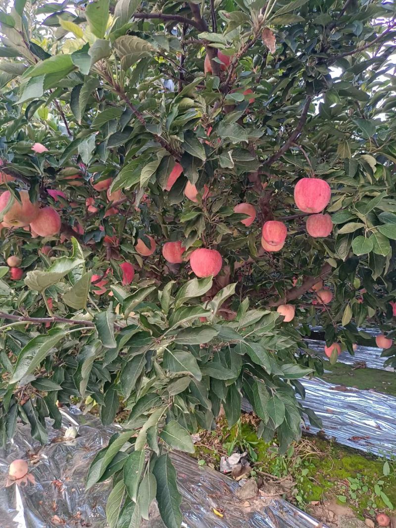 红星苹果大量成熟上市