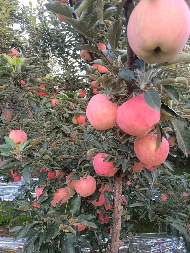 红星苹果大量成熟上市