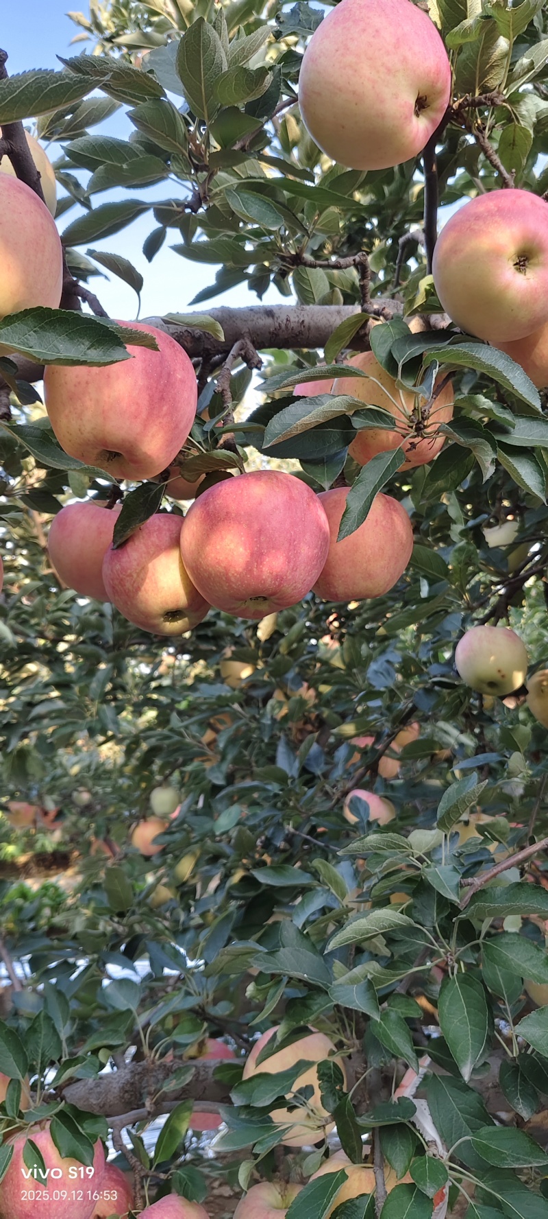 红星苹果大量成熟上市