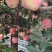 红星苹果大量成熟上市
