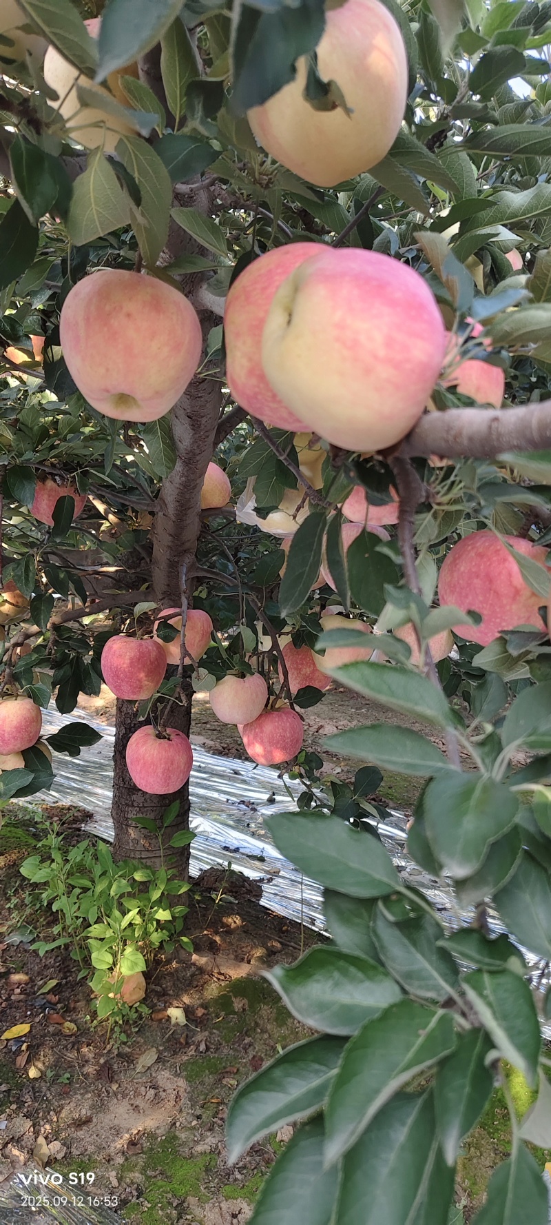 红星苹果大量成熟上市
