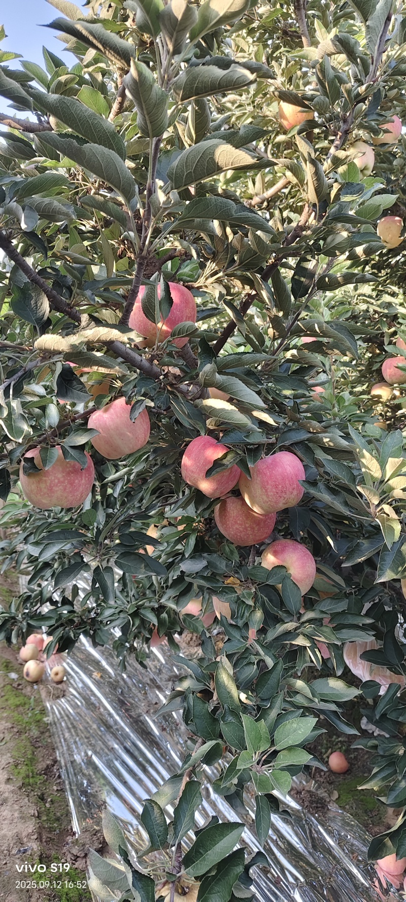 红星苹果大量成熟上市