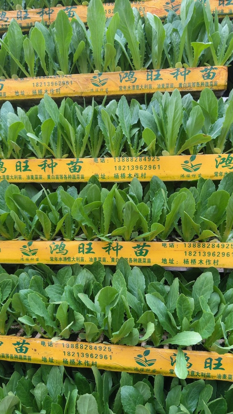 油麦菜苗