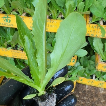 油麦菜苗