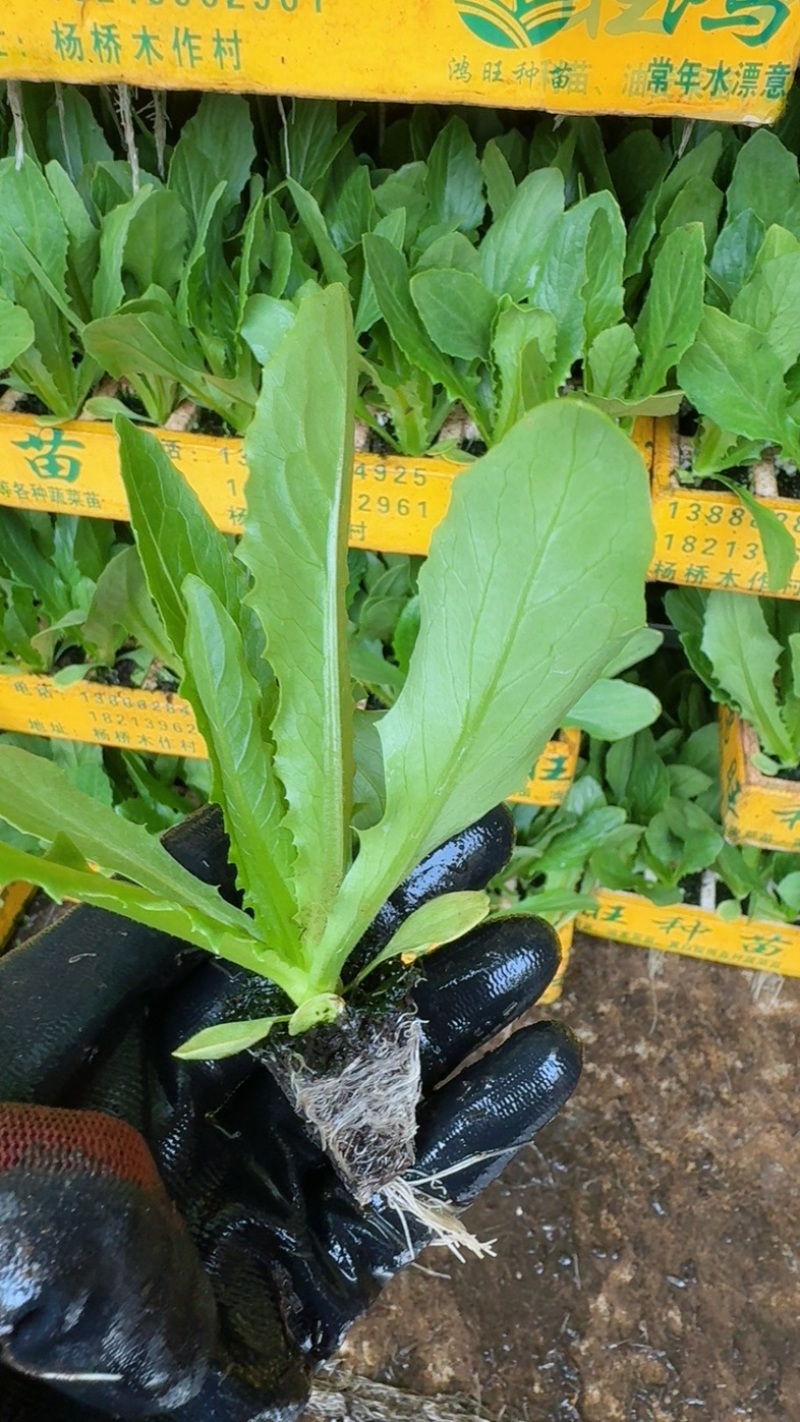 油麦菜苗