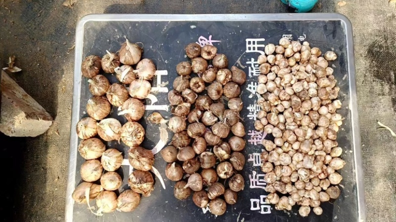 香雪兰种球基地直发