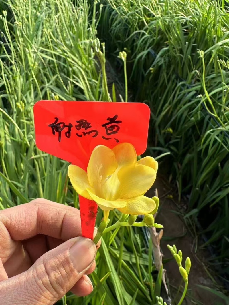 香雪兰种球基地直发