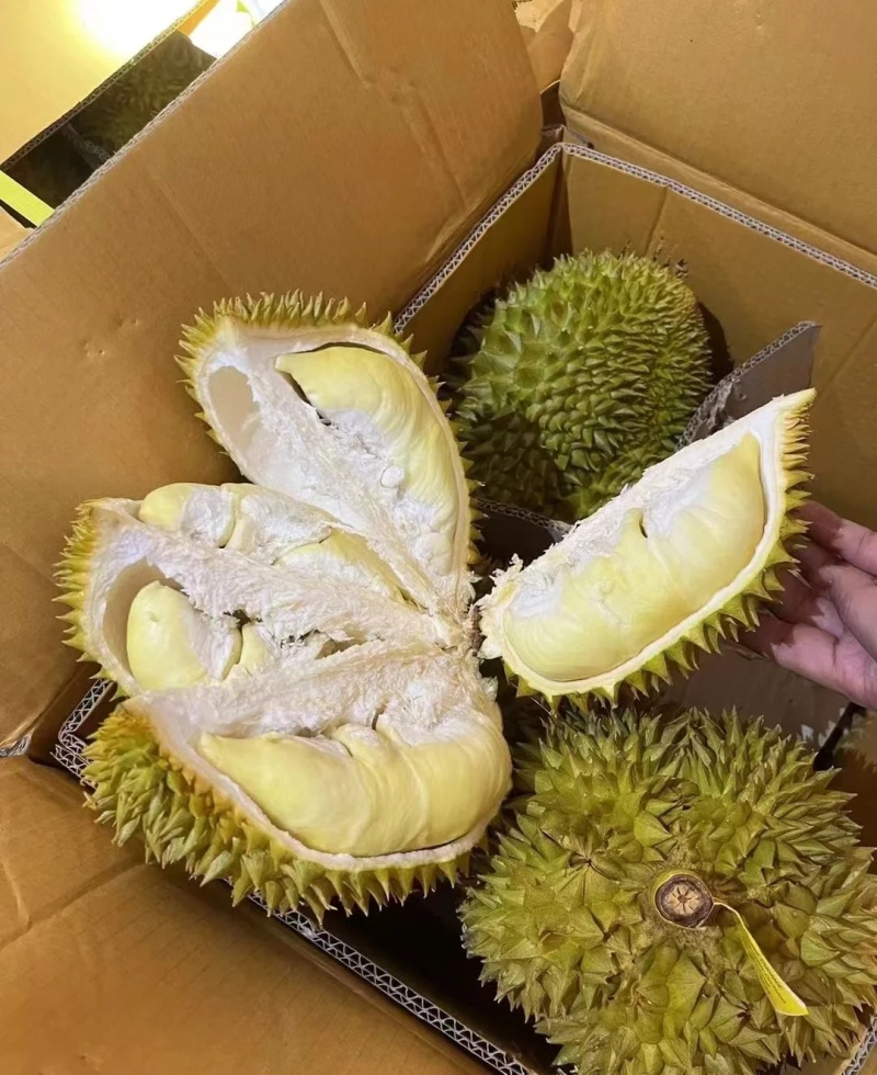 金枕榴莲一手批发价格