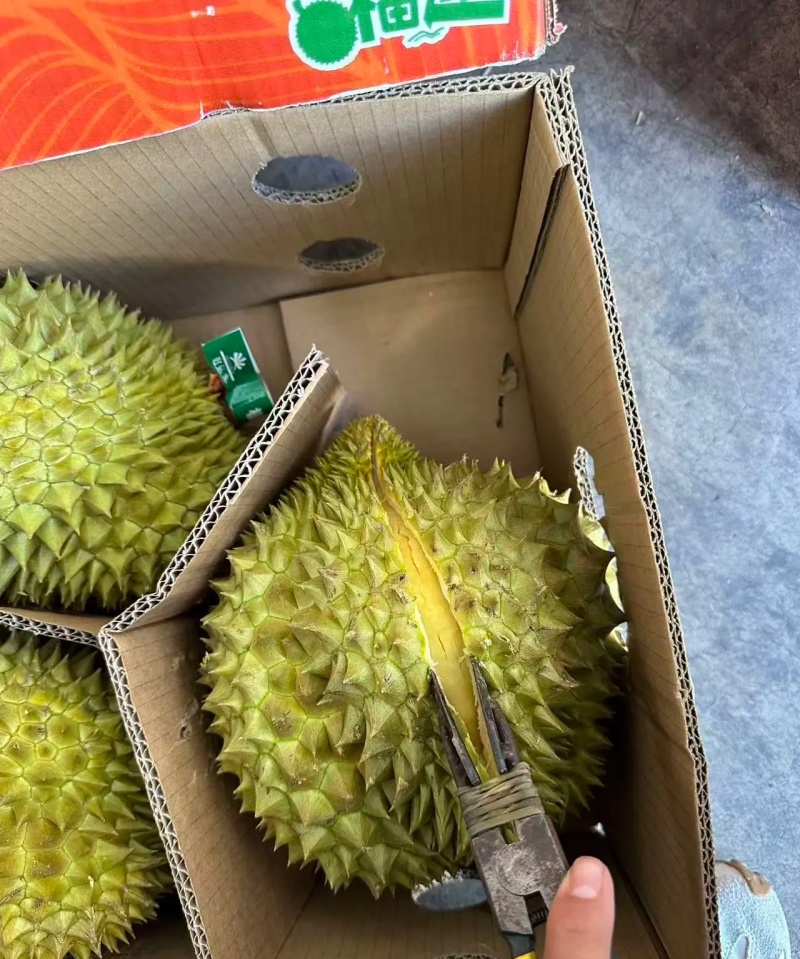 金枕榴莲一手批发价格