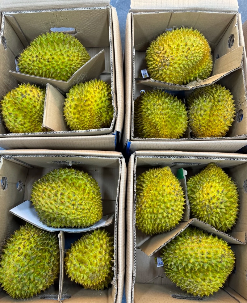 金枕榴莲一手批发价格