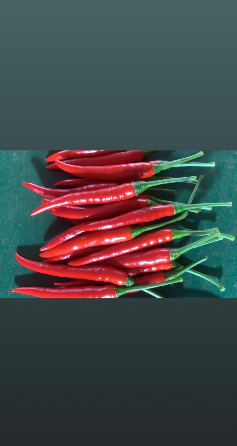 小米辣