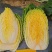 黄心娃娃菜原装种子家庭菜园专用种早熟春秋播种叶色深绿