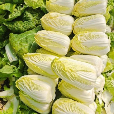 领秀早熟娃娃菜种子外叶深绿内叶金黄好吃娃娃菜春秋种