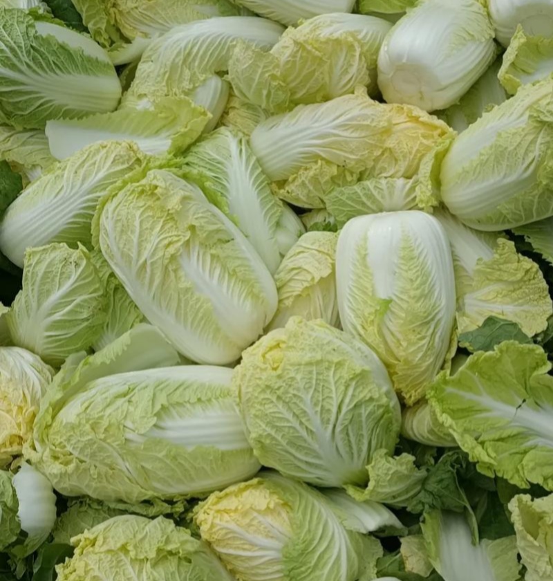 领秀早熟娃娃菜种子外叶深绿内叶金黄好吃娃娃菜春秋种