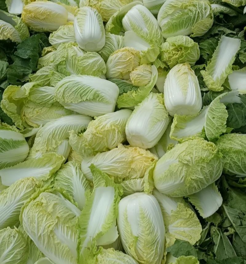 领秀早熟娃娃菜种子外叶深绿内叶金黄好吃娃娃菜春秋种