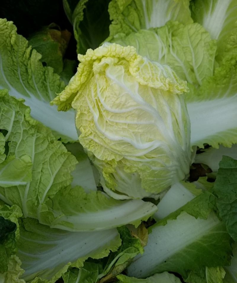 领秀早熟娃娃菜种子外叶深绿内叶金黄好吃娃娃菜春秋种