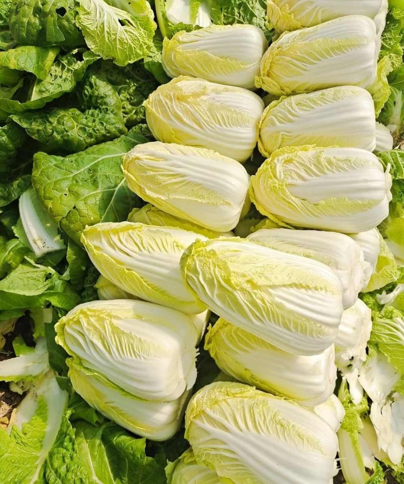 领秀早熟娃娃菜种子外叶深绿内叶金黄好吃娃娃菜春秋种