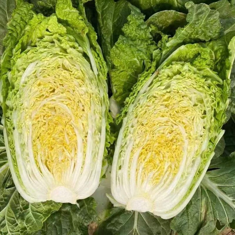 领秀早熟娃娃菜种子外叶深绿内叶金黄好吃娃娃菜春秋种
