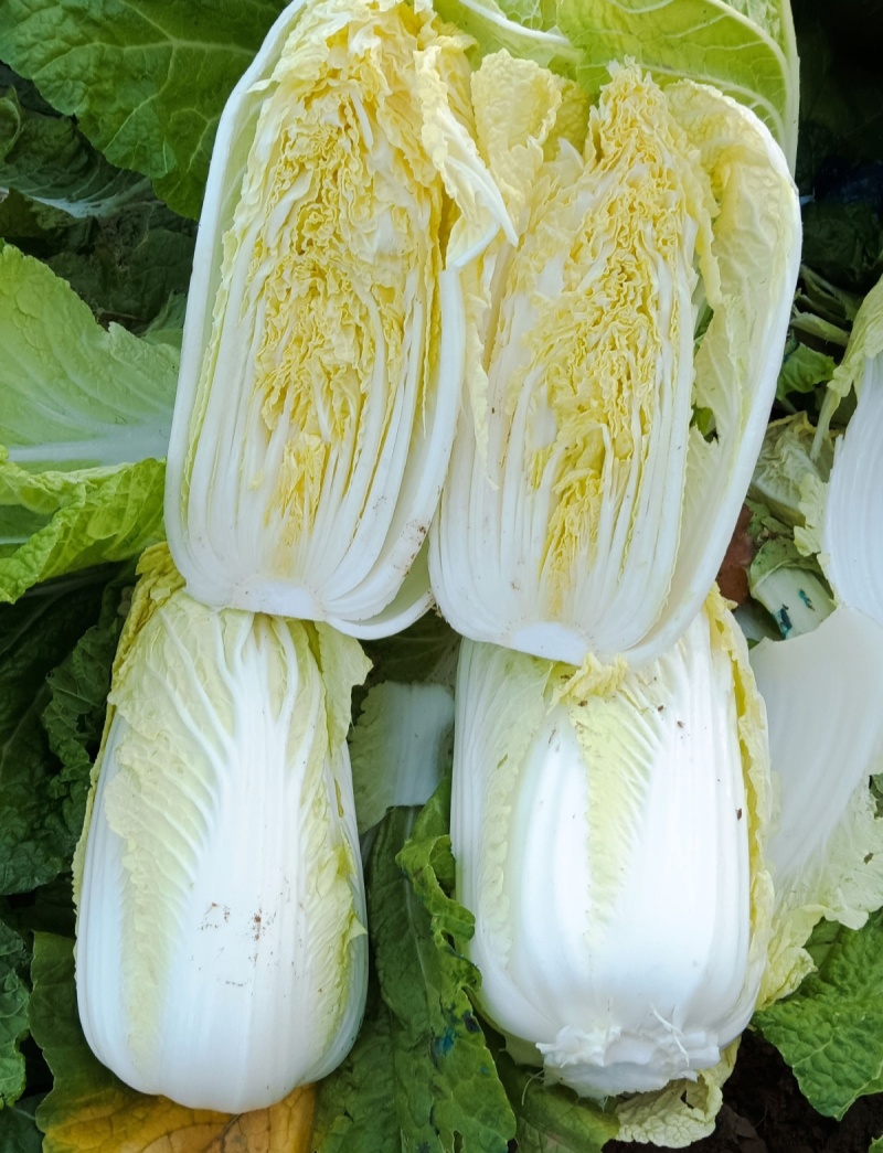 领秀早熟娃娃菜种子外叶深绿内叶金黄好吃娃娃菜春秋种