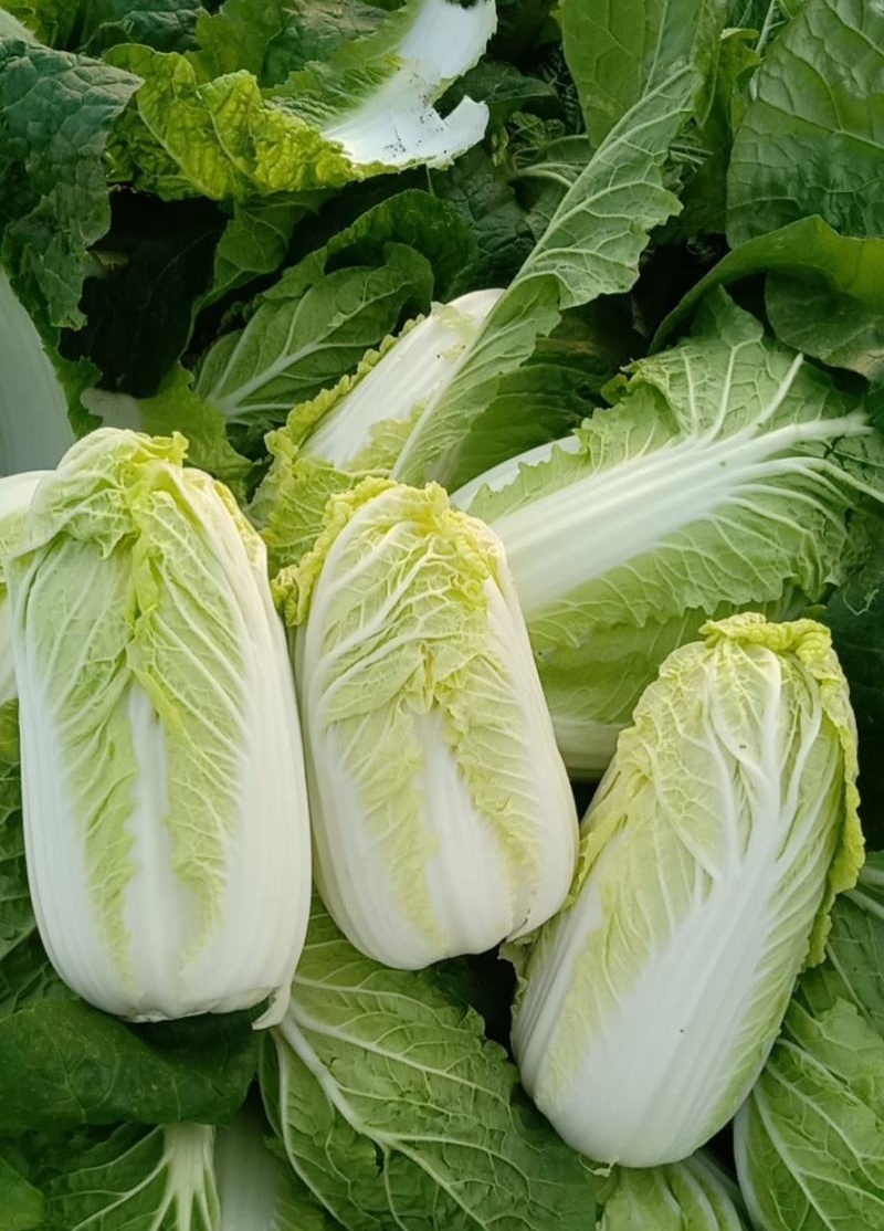 领秀早熟娃娃菜种子外叶深绿内叶金黄好吃娃娃菜春秋种