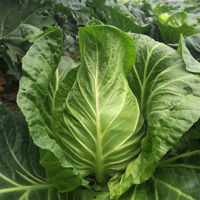 春优S7早中熟丰产牛心菜种子耐寒性强不易先期抽苔及裂球大
