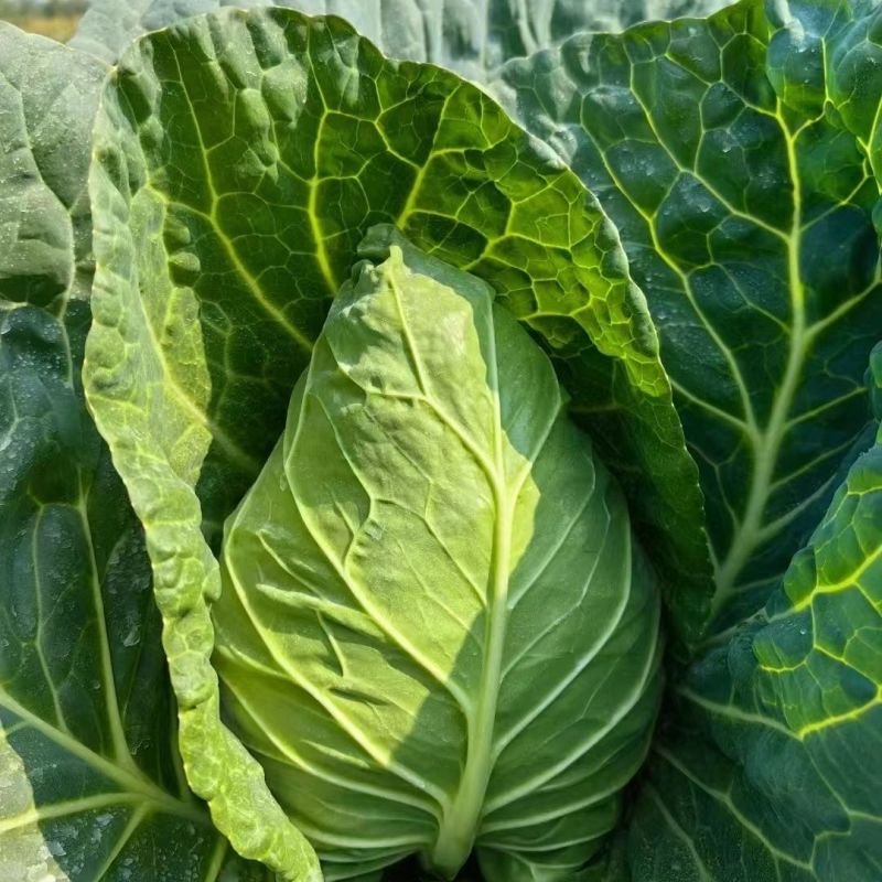 春优S7早中熟丰产牛心菜种子耐寒性强不易先期抽苔及裂球大