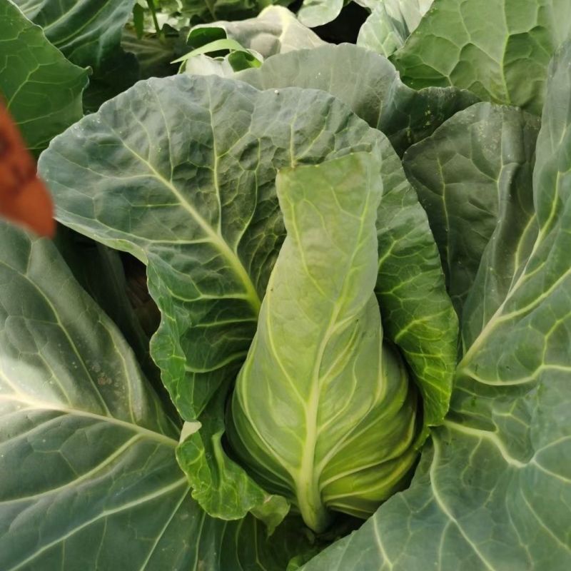 春优S7早中熟丰产牛心菜种子耐寒性强不易先期抽苔及裂球大