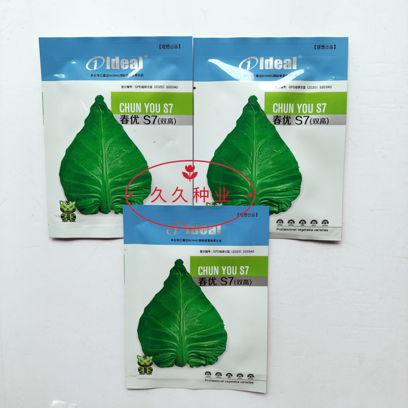 春优S7早中熟丰产牛心菜种子耐寒性强不易先期抽苔及裂球大