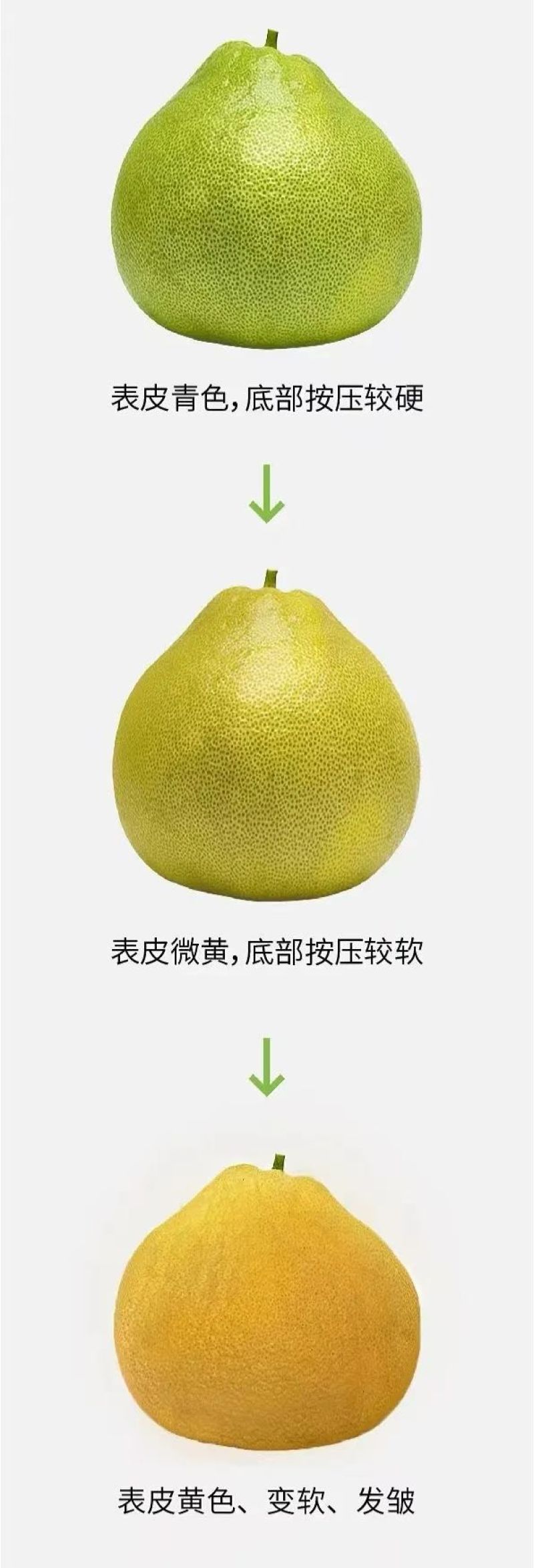自家果园度尾文旦柚