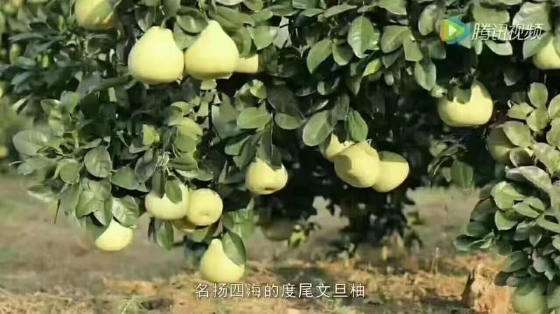 自家果园度尾文旦柚