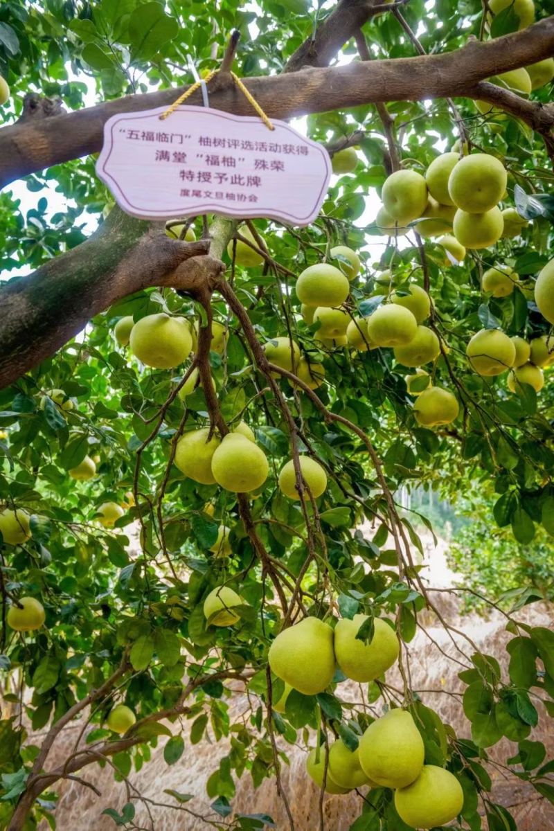 自家果园度尾文旦柚