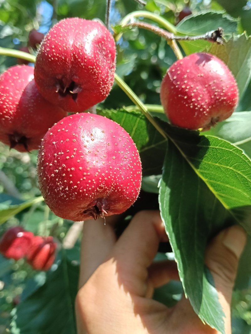 大旺山楂