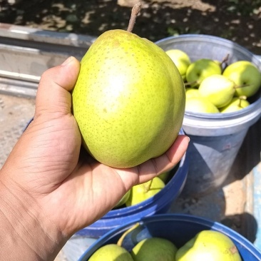 阳信鸭梨