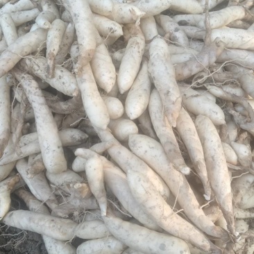 2025无渣新鲜冬粉薯