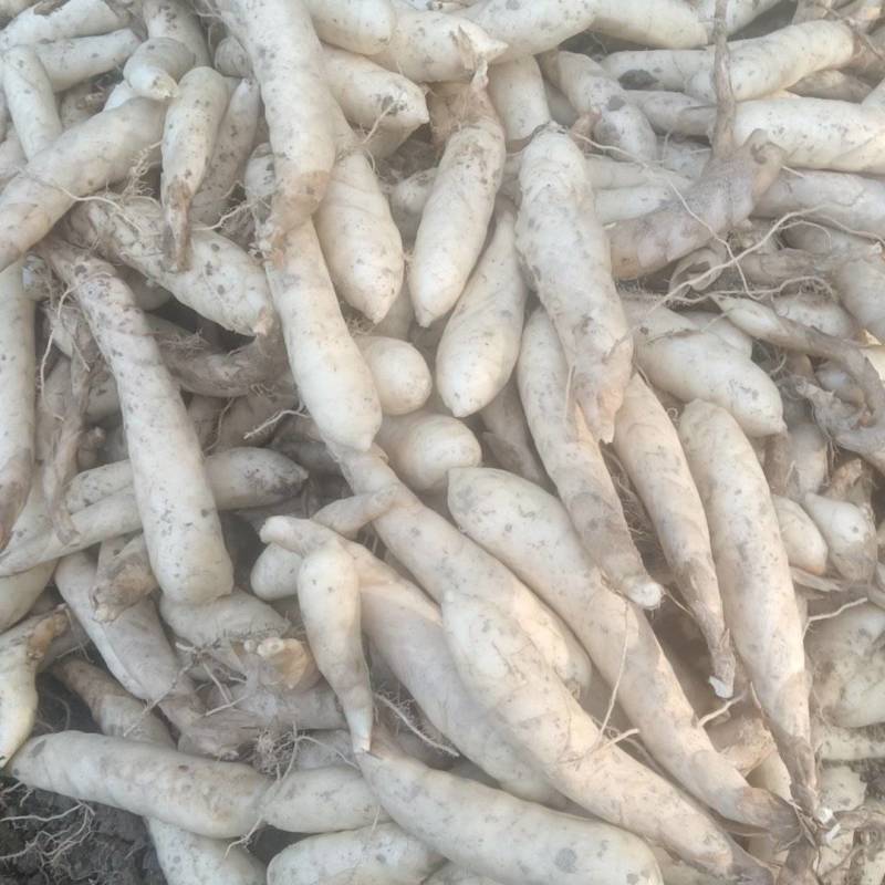 2025无渣新鲜冬粉薯