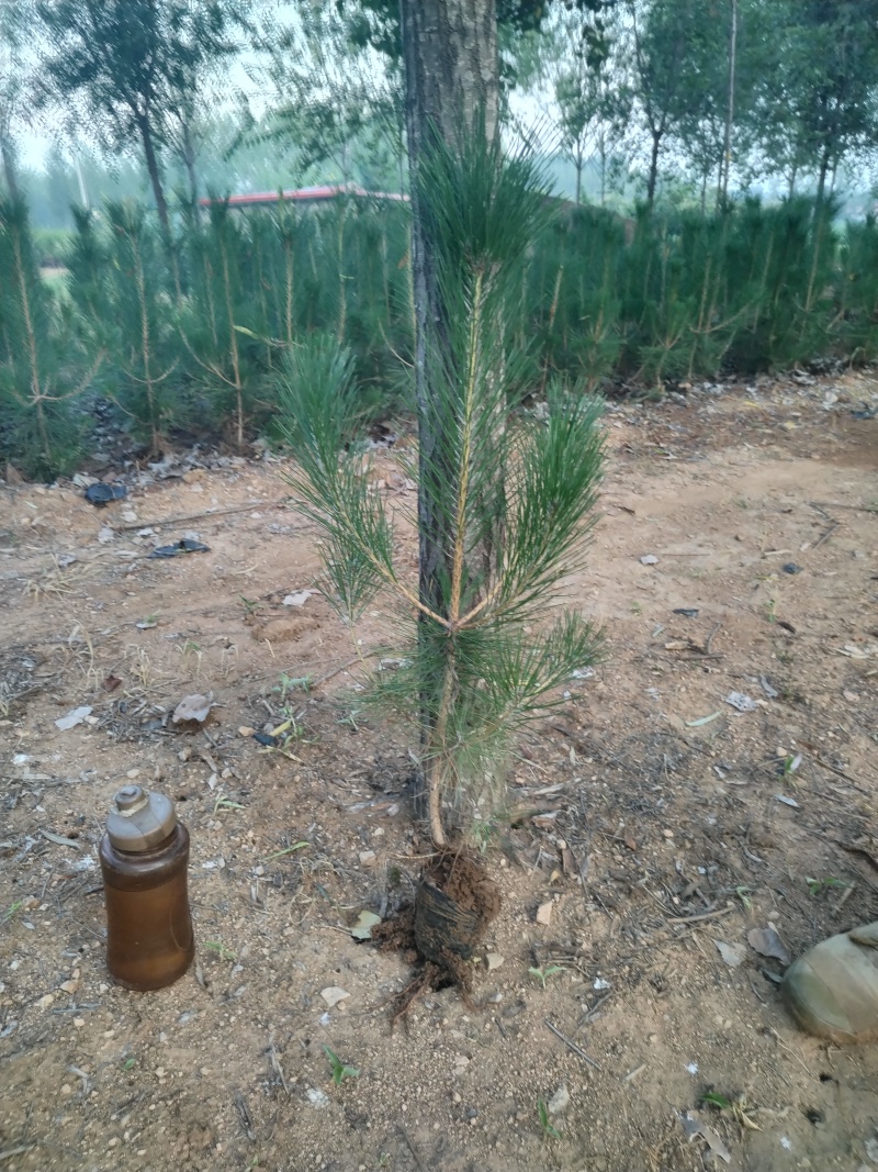油松苗，油松，供应各种规格袋苗，杯苗，大田苗，基地直销