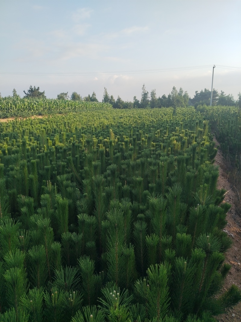 油松苗，油松，供应各种规格袋苗，杯苗，大田苗，基地直销