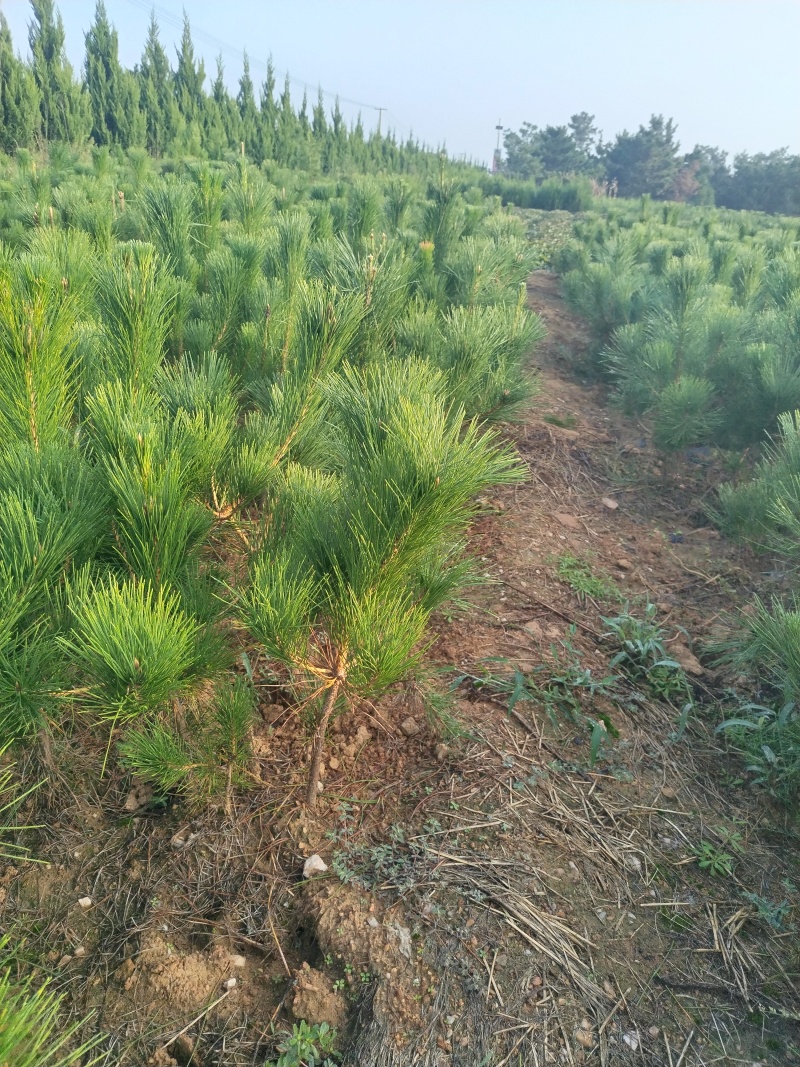 油松苗，油松，供应各种规格袋苗，杯苗，大田苗，基地直销