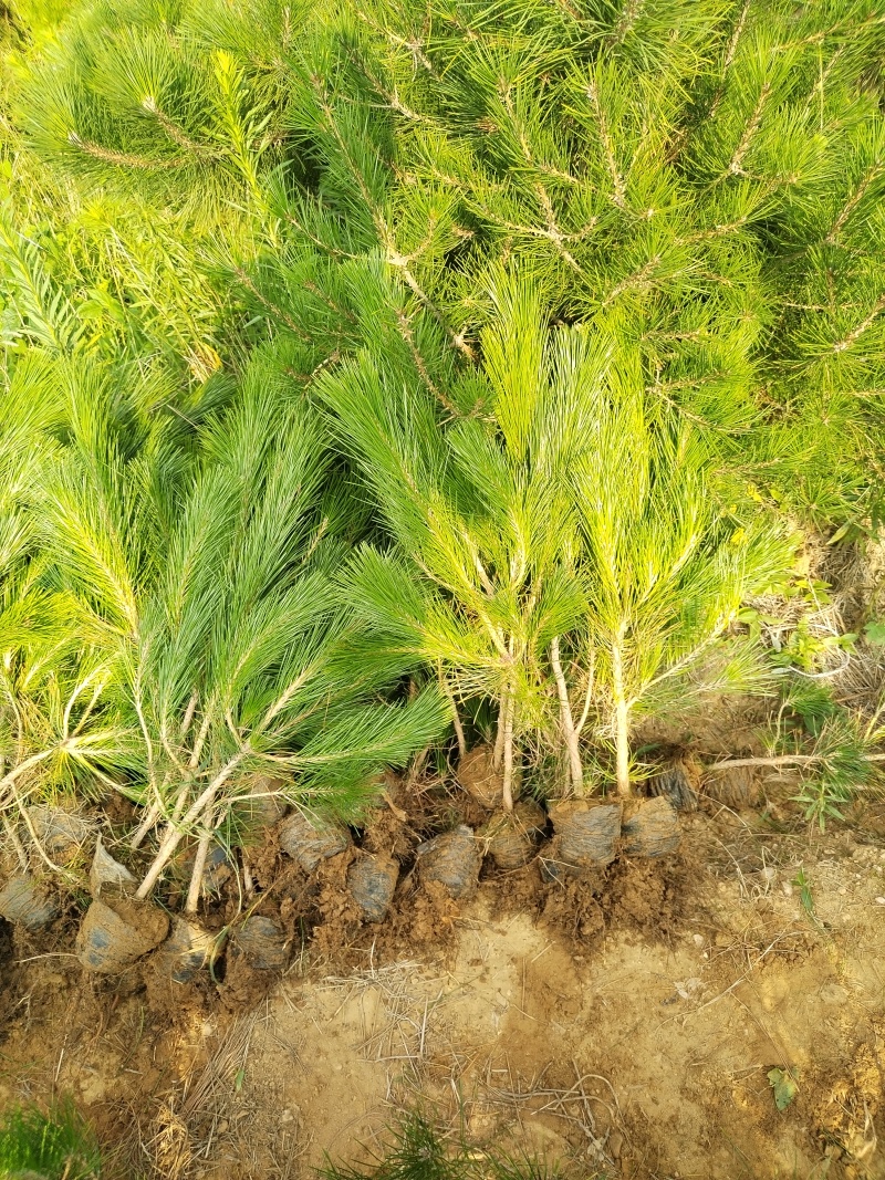 油松苗，油松，供应各种规格袋苗，杯苗，大田苗，基地直销