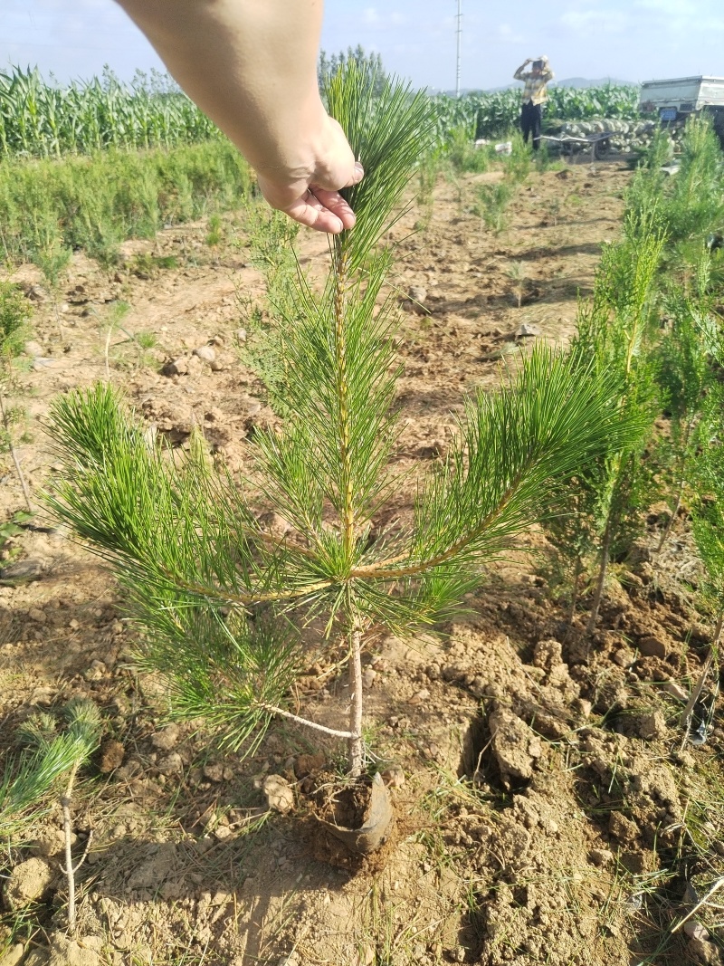 油松苗，油松，供应各种规格袋苗，杯苗，大田苗，基地直销