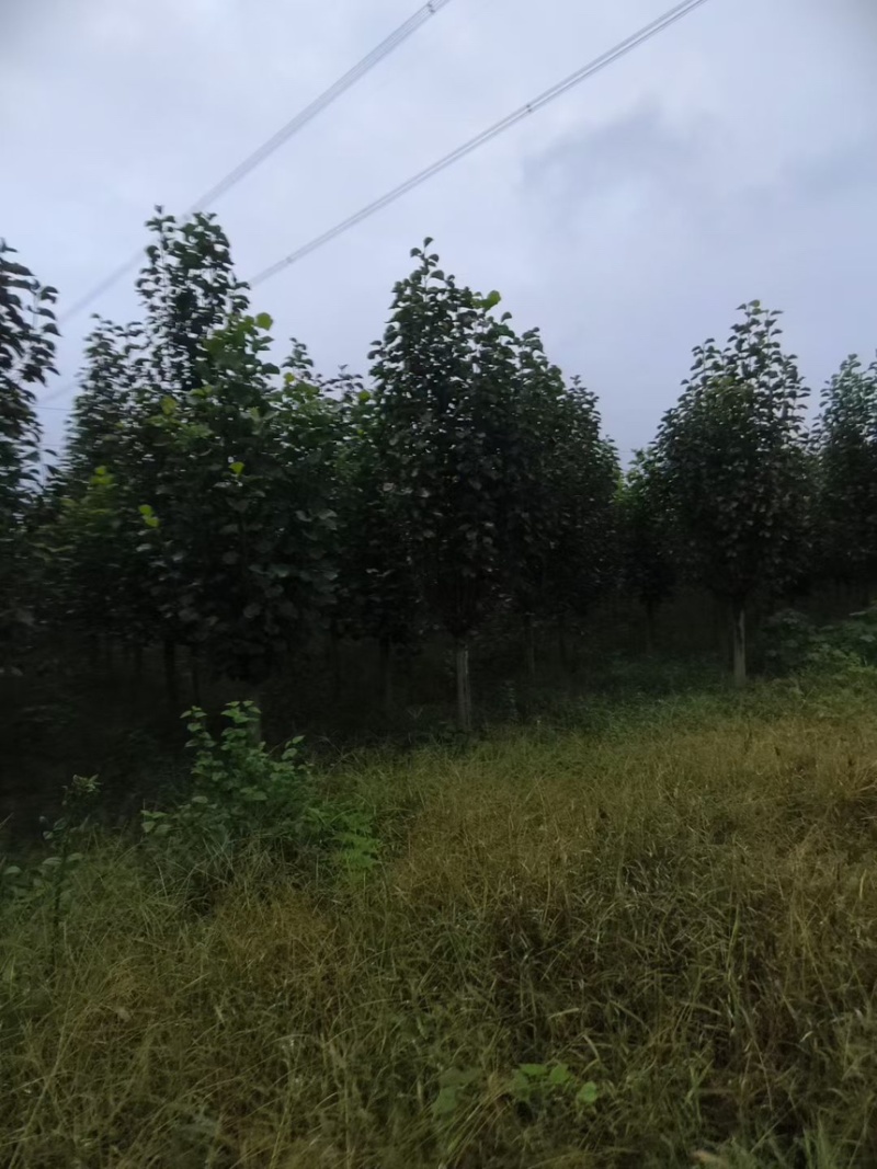 【玉兰树】红玉兰苗场现挖现发规格齐全品质好价格实惠
