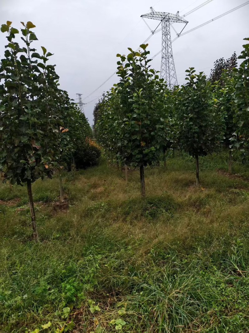 【玉兰树】红玉兰苗场现挖现发规格齐全品质好价格实惠